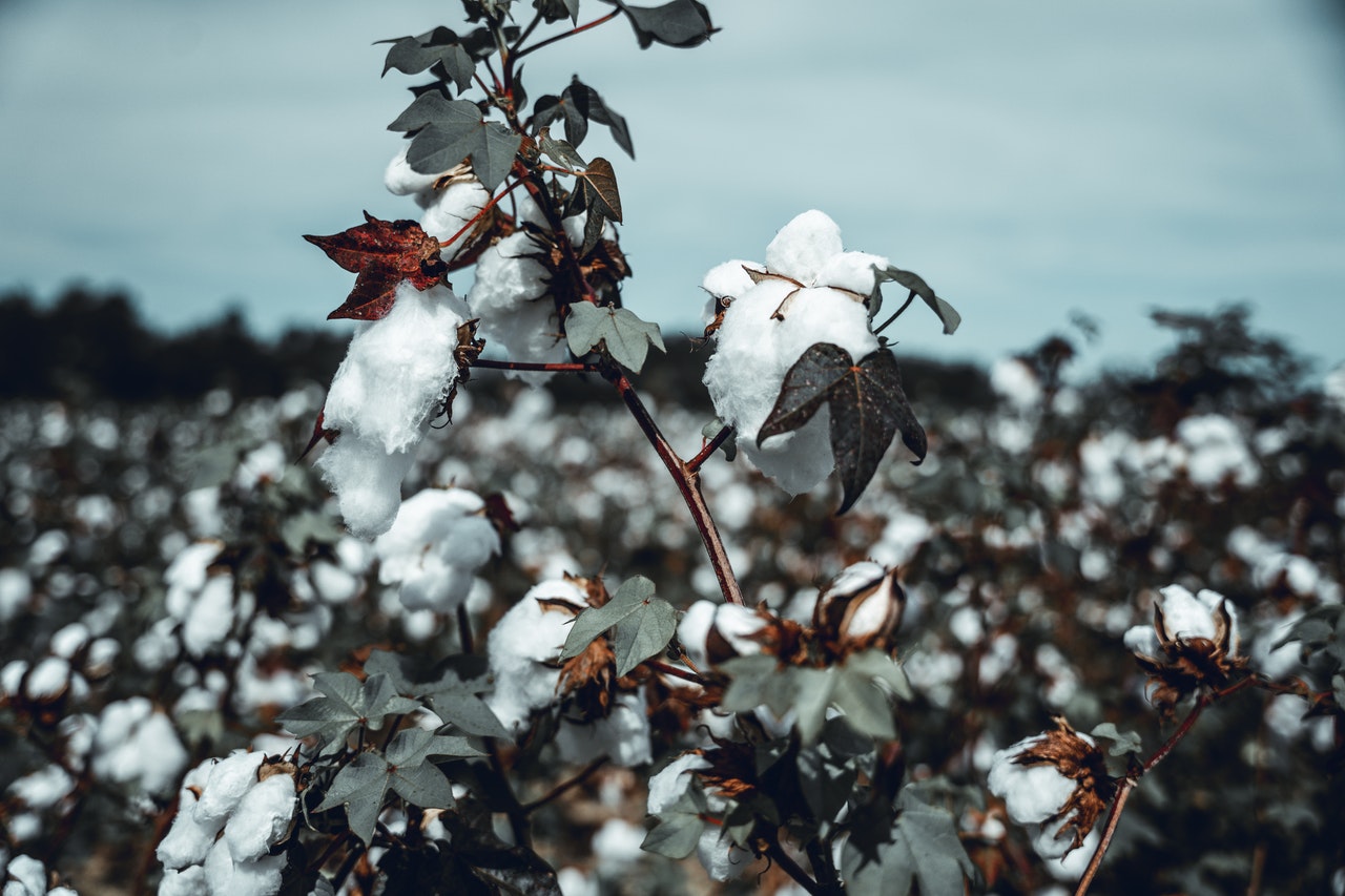Cotton productio and environmental issue. Ph. Crsten Vollrath, Pexels